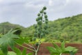 Green seeds Castor oil plant, vegetal from where extracts the known laxative castor oil