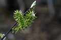 Green seeds of the willow Royalty Free Stock Photo