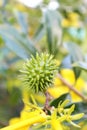 Green seeds Royalty Free Stock Photo