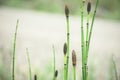 Horsetail Equisetum laevigatum Or Smooth Scouring Rush Royalty Free Stock Photo