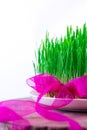 Green Semeni on wooden stump, decorated with daffodils and purple ribbon Royalty Free Stock Photo