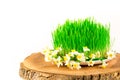 Green semeni on wooden stump, decorated with tiny daffodils