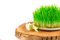 Green semeni on wooden stump, decorated with tiny daffodils