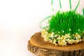 Green semeni on wooden stump, decorated with tiny daffodils