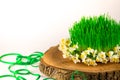 Green semeni on wooden stump, decorated with tiny daffodils