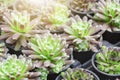 Green Sempervivum arachnoideum potted plant, succulent. Closeup Royalty Free Stock Photo