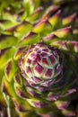 Green sempervivum plant