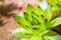 Green sempervivum plant