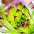 Green sempervivum plant closeup Royalty Free Stock Photo