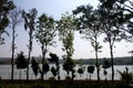 Green Sentinels on Lake Bank Royalty Free Stock Photo