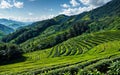 Green Serenity Exploring the Tranquil Beauty of Tea Plantations and Rural Agriculture Landscapes