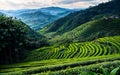 Green Serenity Exploring the Tranquil Beauty of Tea Plantations and Rural Agriculture Landscapes