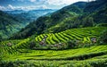 Green Serenity Exploring the Tranquil Beauty of Tea Plantations and Rural Agriculture Landscapes