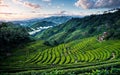 Green Serenity Exploring the Tranquil Beauty of Tea Plantations and Rural Agriculture Landscapes