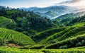 Green Serenity Exploring the Tranquil Beauty of Tea Plantations and Rural Agriculture Landscapes