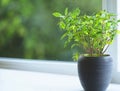 Green Serenity: Potted Plant on Windowsill, Bringing the Tranquility of Nature Indoors for a Refreshing Home Atmosphere