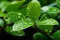 Green serenity Water droplets on leaf background, natures embrace