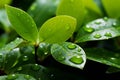 Green serenity Water droplets on leaf background, natures embrace