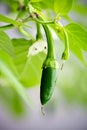 Green serrano chili Royalty Free Stock Photo