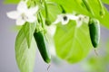 Green serrano chili Royalty Free Stock Photo