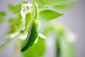 Green serrano chili