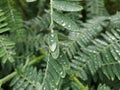 Sesbania leaves with droplets on top. Royalty Free Stock Photo