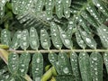 Sesbania leaves with droplets on top. Royalty Free Stock Photo