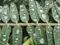 Sesbania leaves with droplets on top. Royalty Free Stock Photo