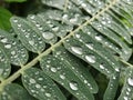 Sesbania leaves with droplets on top. Royalty Free Stock Photo