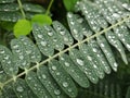 Sesbania leaves with droplets on top. Royalty Free Stock Photo