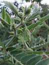 The green Sesbania leaves with small flowers in the end of the tip.