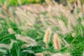 Green Setaria in the park Royalty Free Stock Photo