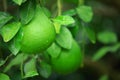 Green shaddock fruit Royalty Free Stock Photo