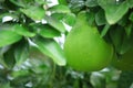 Green shaddock fruit Royalty Free Stock Photo