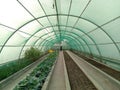 green shade with Cabbage farm