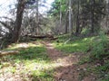 Green, shaded trail. Ashley Lake, Kalispell, MT