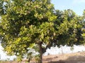 green and shady leaves photo of sampang cashew tree