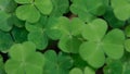 Green Shamrock close up in the forest