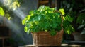 Green shamrock plant in a woven basket under sunlight highlighting delicate leaves in a cozy indoor setting