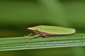 A green Sharpshooter at rest on a plant stem.