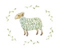 The green sheep.