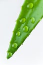 Green sheet background with raindrops. close up