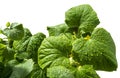 Green sheet cucumber on white background Royalty Free Stock Photo