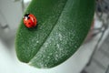 Green sheet of orchid on which sits a red ladybug. houseplant Royalty Free Stock Photo