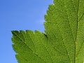 Green sheet tree Royalty Free Stock Photo