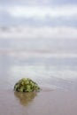 Green shell on beach