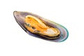 Green Shell Mussel Royalty Free Stock Photo