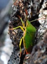 Green shield bug