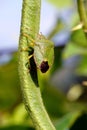 Green shield bug.