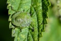 Green shield bug Royalty Free Stock Photo